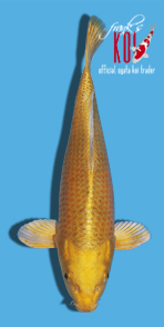 59